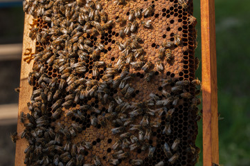 Close up of flying bees. Wooden beehive and bees.Insect