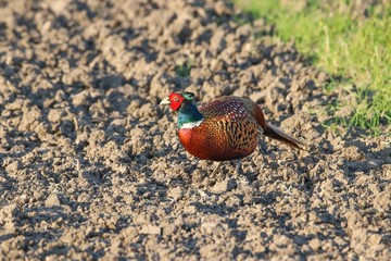Fasan in freier Natur