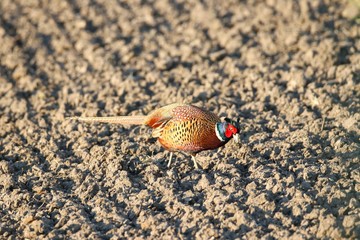 Fasan in freier Natur