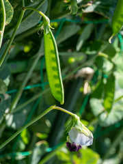 スナップエンドウ