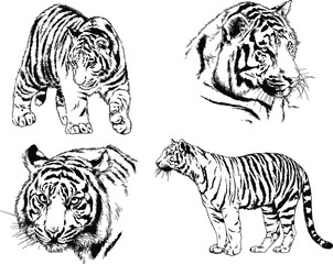 set of vector drawings on the theme of predators tigers are drawn by hand with ink tattoo logos