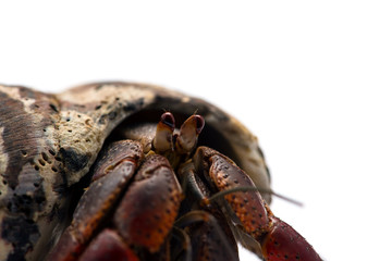 The hermit crab isolated on white background