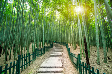 Sunshine bamboo forest and path