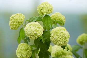 Viburnum Roseum Schneeball in gr&uuml;n vor blauem Hintergrund freigestellt im Fr&uuml;hling
