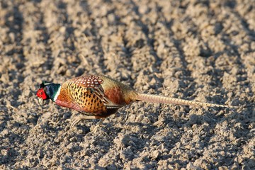 Fasan in freier Natur
