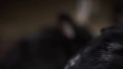 Cute little black and white bunny looking straight into camera.