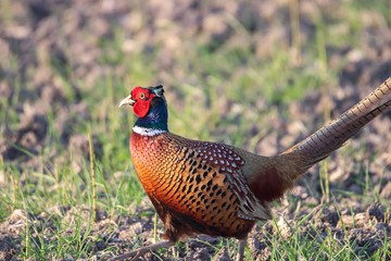 Fasan in freier Natur