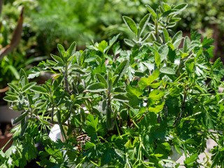 家庭菜園　コモンセージ