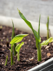家庭菜園　茗荷　みょうが　