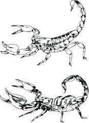 vector drawings sketches different insects bugs Scorpions spiders drawn in ink by hand , objects with no background