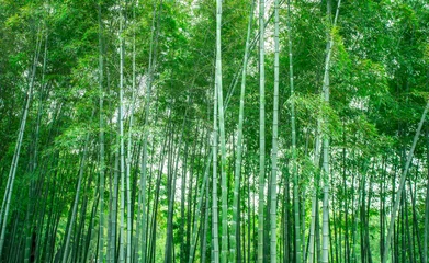 Schilderijen op glas Zonneschijn en groen bamboebos © 昊 周