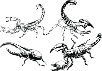 vector drawings sketches different insects bugs Scorpions spiders drawn in ink by hand , objects with no background