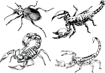 vector drawings sketches different insects bugs Scorpions spiders drawn in ink by hand , objects with no background