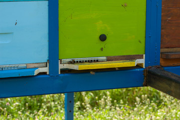 Close up of flying bees. Wooden beehive and bees.Insect