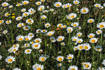 Chamomile flowers grow on a summer meadow