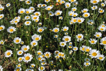 Chamomile flowers grow on a summer meadow