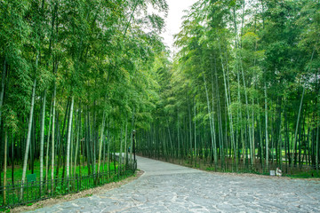  Bamboo garden and bamboo forest path in the park