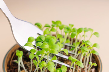 Microgreen sprouting close-up. Germination of seeds at home and fork above them. Vegan and healthy eating concept. Growing sprouts, superfood. Detailed macro photo.