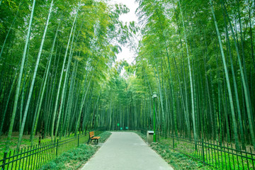  Bamboo garden and bamboo forest path in the park