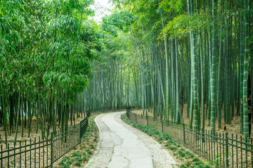 Green bamboo forest stone path