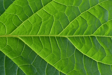 Fototapeta na wymiar The underside of an eggplant leaf close up