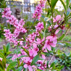 pink flowers in the garden