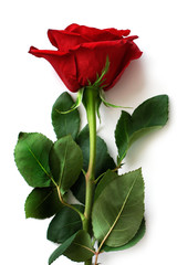 Fresh red rose on Valentine Day on white background