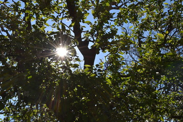 sun and tree