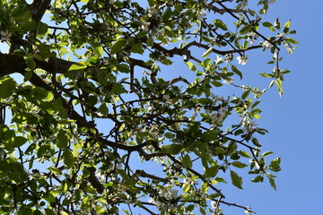apple tree branch with leaves