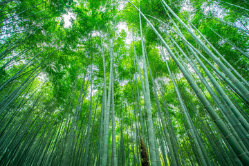 Obraz na płótnie Canvas Fresh green bamboo grove
