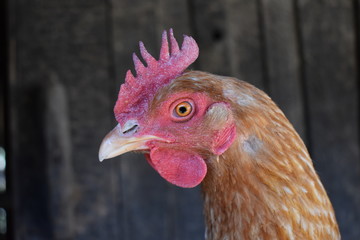 portrait of a chicken