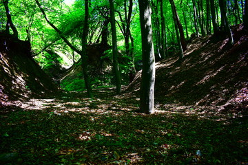 morning in the woods