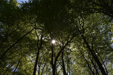 sun shining through trees