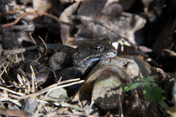 Fototapeta premium The frog wakes up after hibernation