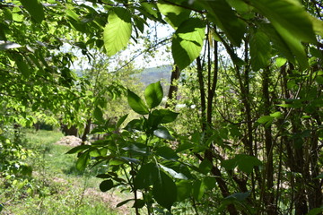 green leaves in the forest