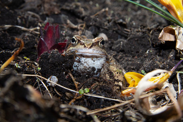 A cheerful spring frog welcomes you.