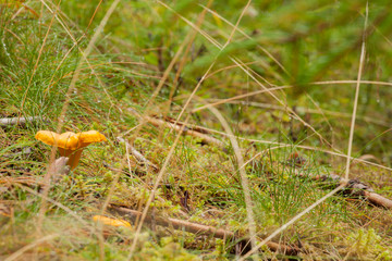 A mushroom grown up inside a forest in Dolomites (Italy)