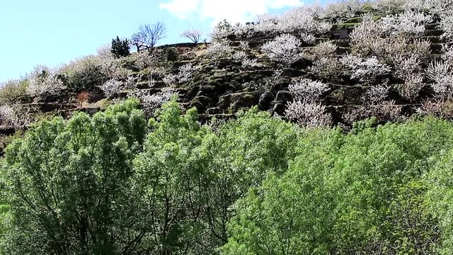 Cherry blossom at Jerte Valley.