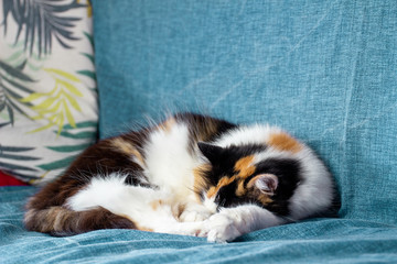 Beautiful domestic cat takes a nap on the sofa