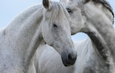 horses