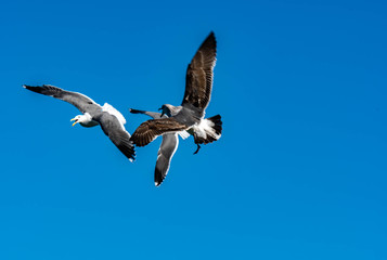 Flock of seagulls fighting in the air over food. Seagulls in action while in the air grabbing away food from each other