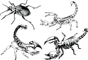 vector drawings sketches different insects bugs Scorpions spiders drawn in ink by hand , objects with no background