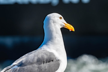 Closeup shot of a seagull while resting on a beach