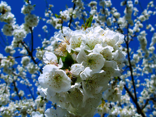 Blooming cherry on a background of blue sky.