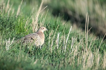 Fasan in freier Natur