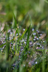 Drops in the green grass. Macro photo. Spider web with raindrops on green grass. Abstract floral background. Drops of dew on the web. Drops Macro photo.