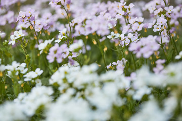 blooming white and pink flowers in garden. arabis flowers in field at sunny summer or spring day.