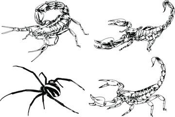 Fototapeta premium vector drawings sketches different insects bugs Scorpions spiders drawn in ink by hand , objects with no background