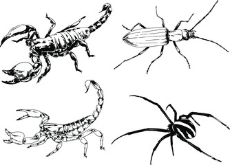 vector drawings sketches different insects bugs Scorpions spiders drawn in ink by hand , objects with no background