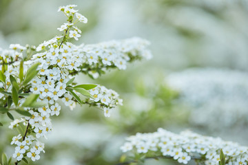 Amazing nature view of blooming white flower in garden. flower branches at sunny summer or spring day. copy space